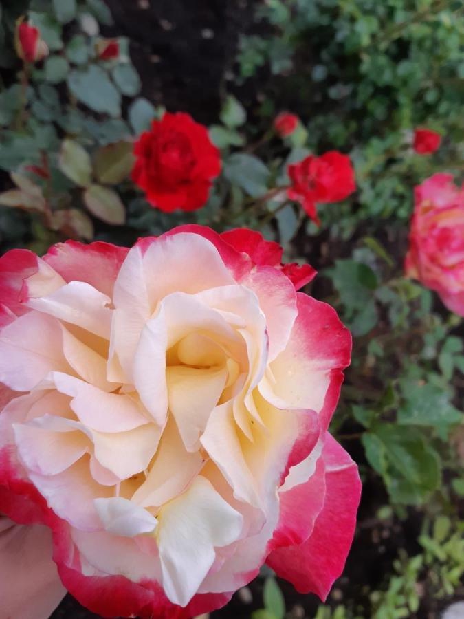 Cvjetni Apartmani Cetinje Dış mekan fotoğraf