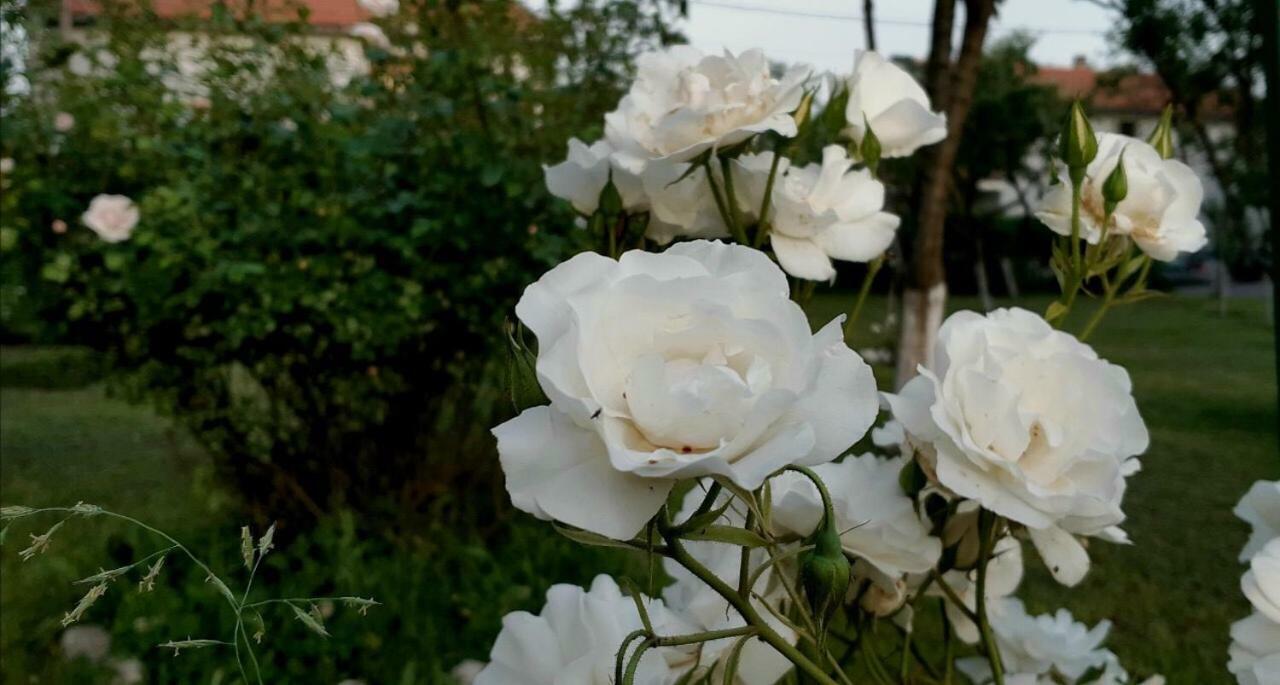 Cvjetni Apartmani Cetinje Dış mekan fotoğraf