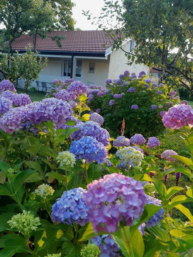 Cvjetni Apartmani Cetinje Dış mekan fotoğraf